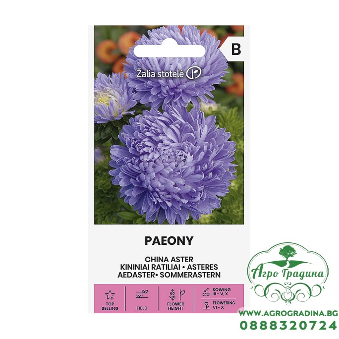 Астри Паеони Виолет Callistephus chinensis L Paeony 