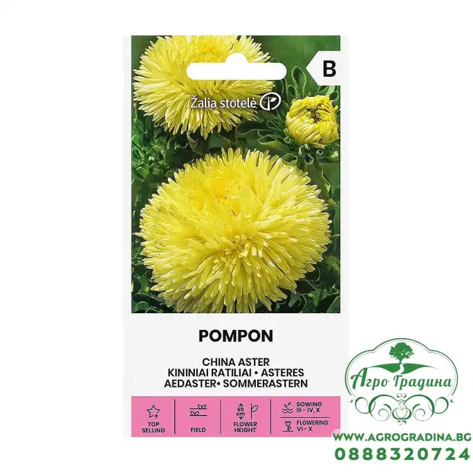 Астри Жълт Помпон Callistephus chinensis (L.) Ness