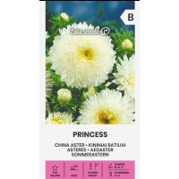 Астри Бяла Принцеса  Callistephus chinensis L Ness Princess