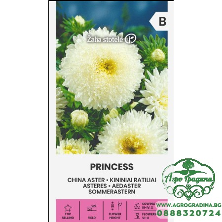 Астри Бяла Принцеса  Callistephus chinensis L Ness Princess