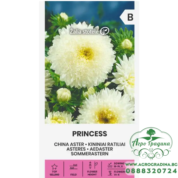 Астри Бяла Принцеса  Callistephus chinensis L Ness Princess