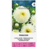 Астри Бяла Принцеса  Callistephus chinensis L Ness Princess