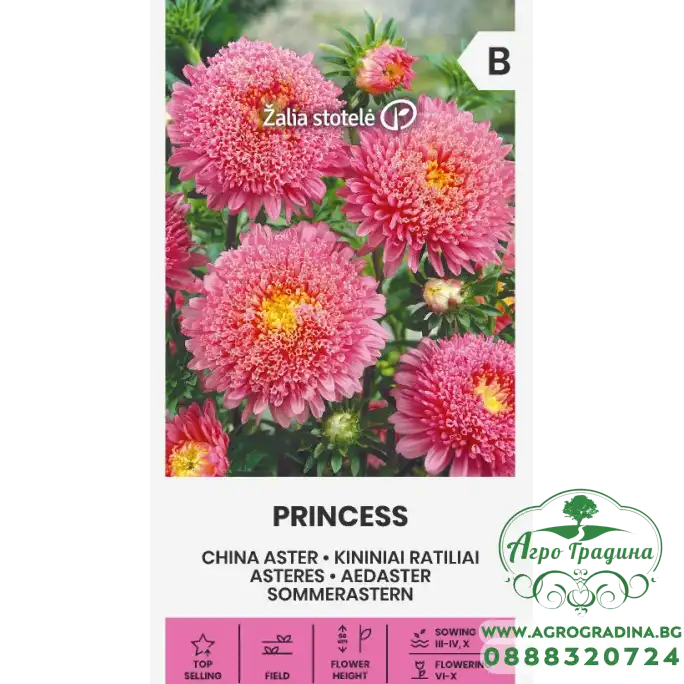 Астри Розова Принцеса Callistephus chinensis L Ness Princess