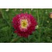 Астри Розова Принцеса / Callistephus chinensis (L.) Ness