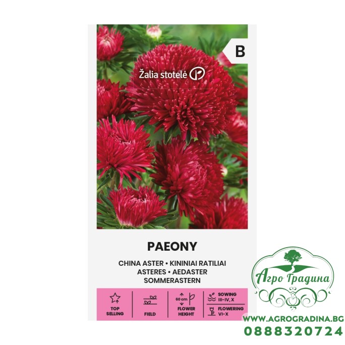 Астри Червени Паеони Callistephus chinensis L Ness Paeony