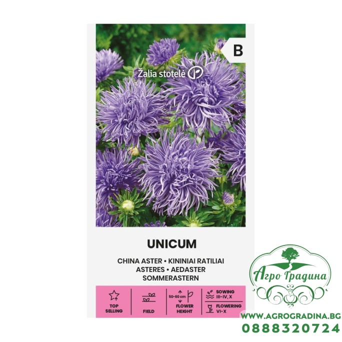 Астри Лилави Игловидни Уникум Callistephus chinensis L Ness Unicum