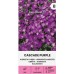 Аубриета Лилава Каскадна Aubrieta hybrida – Саксийни и градински цветя