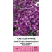Аубриета Лилава Каскадна Aubrieta hybrida – Саксийни и градински цветя