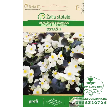 Бегония Вечноцъфтящата Остас F1 Begonia semperflorens hort.