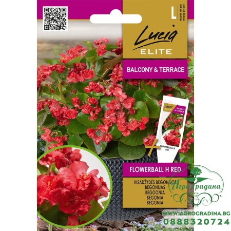 Бегония Червена Flowerball F1 / Begonia semperflorens hort