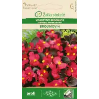 Бегония Брумов F1 Begonia semperflorens hort.