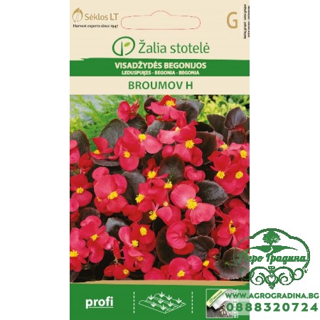 Бегония Брумов F1 / Begonia semperflorens hort.
