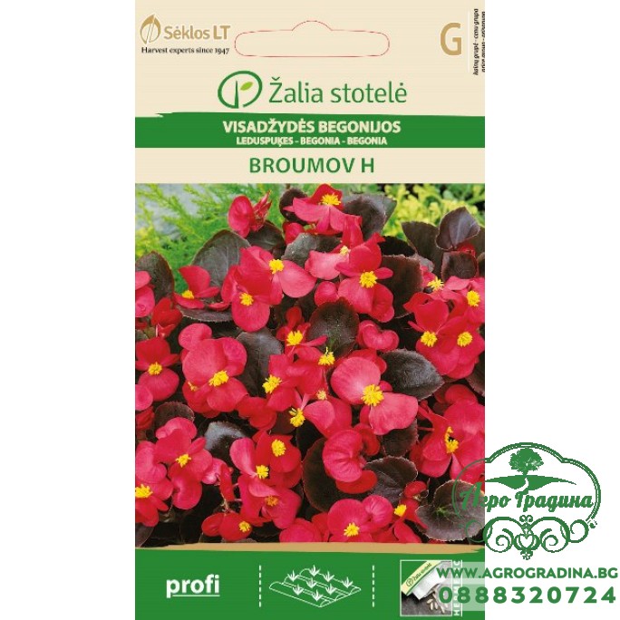 Бегония Брумов F1 / Begonia semperflorens hort.