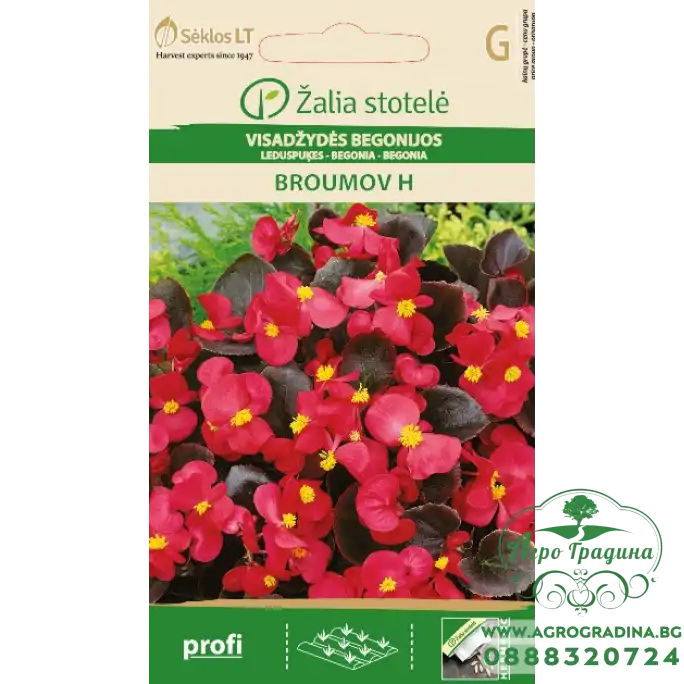 Бегония Брумов F1 Begonia semperflorens hort.