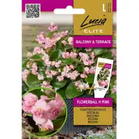 Бегония Розова Flowerball F1 Begonia semperflorens hort