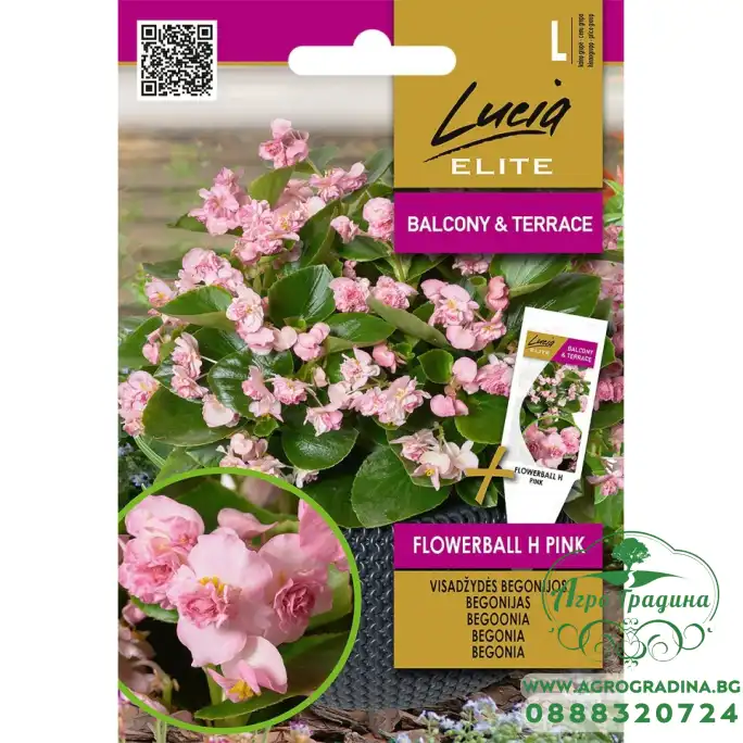 Бегония Розова Flowerball F1 Begonia semperflorens hort