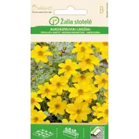 Биденс Жълт Bidens aurea