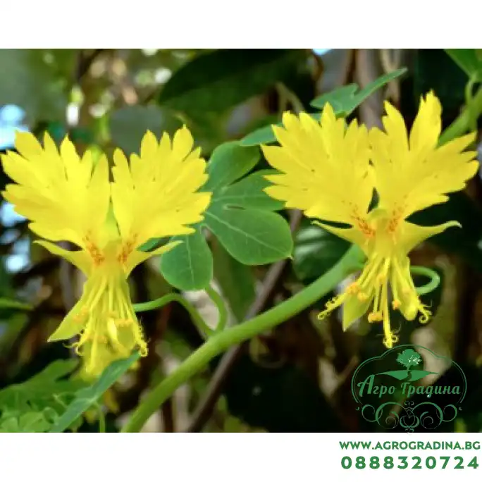 Настурция Канарче Tropaeolum peregrinum Настурция Канарче Tropaeolum peregrinum