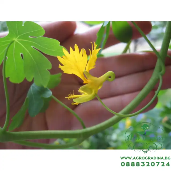Настурция Канарче Tropaeolum peregrinum Настурция Канарче Tropaeolum peregrinum