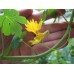 Настурция Канарче Tropaeolum peregrinum – Саксийни и градински цветя