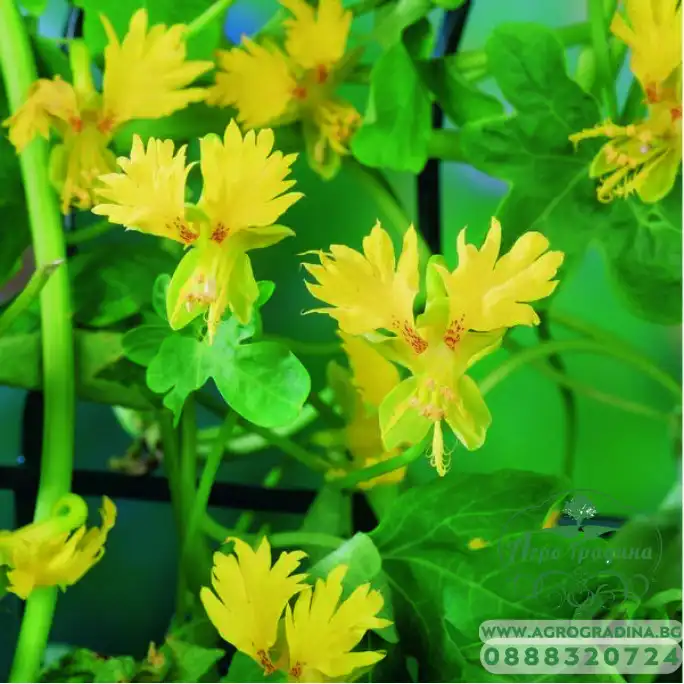 Настурция Канарче Tropaeolum peregrinum Настурция Канарче Tropaeolum peregrinum