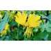 Настурция Канарче Tropaeolum peregrinum