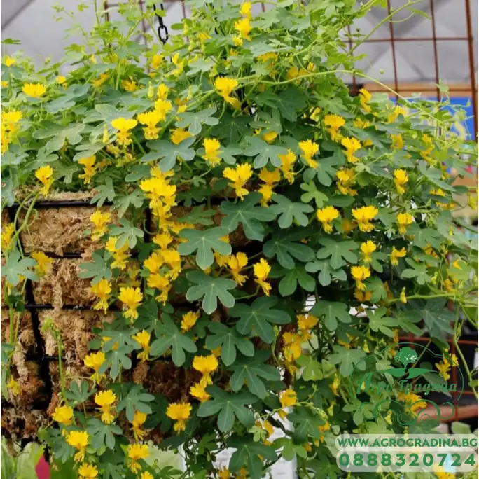 Настурция Канарче Tropaeolum peregrinum Настурция Канарче Tropaeolum peregrinum