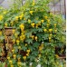 Настурция Канарче Tropaeolum peregrinum – Саксийни и градински цветя