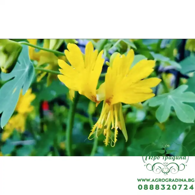 Настурция Канарче Tropaeolum peregrinum Настурция Канарче Tropaeolum peregrinum