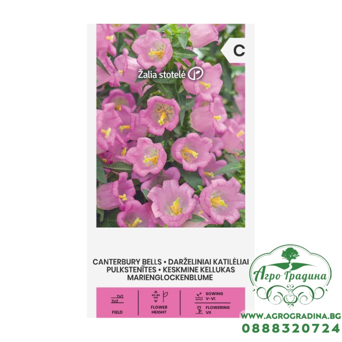 Кампанула Камбани Кентербъри Campanula medium