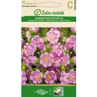 Кампанула Камбани Кентербъри / Campanula medium