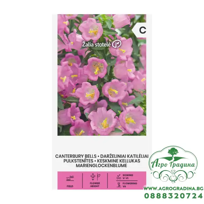 Кампанула Камбани Кентербъри Campanula medium Кампанула Камбани Кентербъри Campanula medium