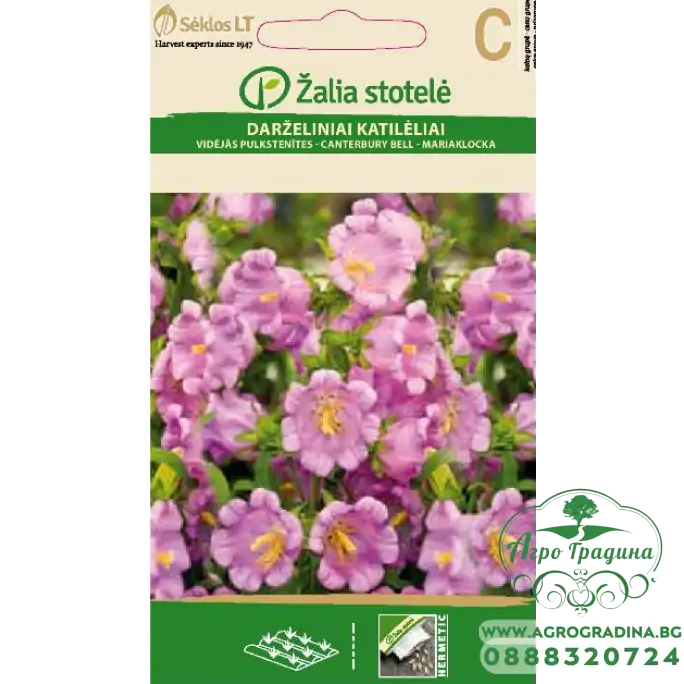 Кампанула Камбани Кентербъри Campanula medium