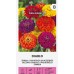 Циния Двойна Микс Диабло Zinnia elegans dahlienflora – Саксийни и градински цветя