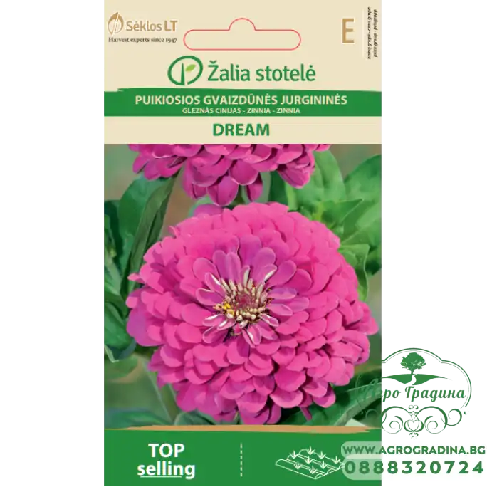 Циния Лилава Dream Zinnia elegans dahlienflora Циния Лилава Dream Zinnia elegans dahlienflora