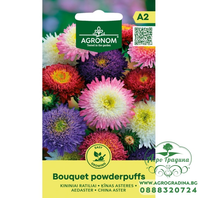 Астри двуцветни Микс Букет пудрички Callistephus chinensis L Ness Bouquet powderpuffs Астри двуцветни Микс Букет пудрички Callistephus chinensis L Ness Bouquet powderpuffs