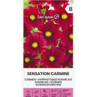 Цветя Космос Червени Sensation Carmine