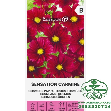 Цветя Космос Червени / Sensation Carmine