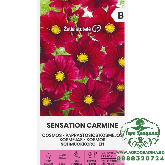 Космос Червен Cosmos Sensation Carmine Космос Червен Cosmos Sensation Carmine