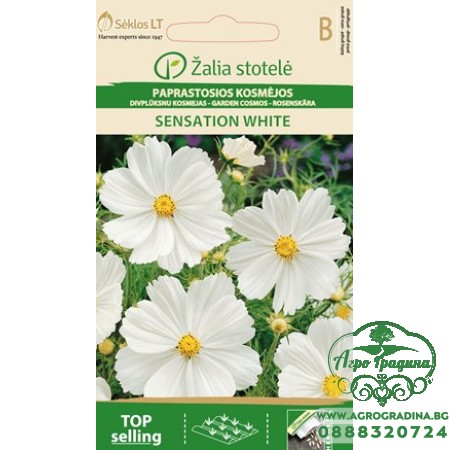 Космос Бял / Cosmos Bipinnatus Cav.