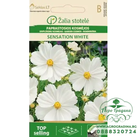 Космос Бял Cosmos Bipinnatus Cav.