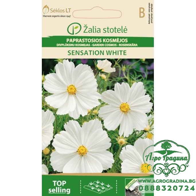 Космос Бял / Cosmos Bipinnatus Cav.