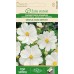 Космос Бял Cosmos Sensation white – Саксийни и градински цветя