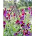 Латирус Микс Бижу Lathyrus Bijou