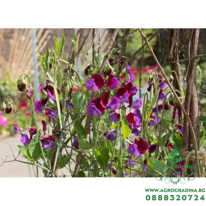 Латирус Микс Бижу Lathyrus Bijou