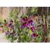 Латирус Микс Бижу Lathyrus Bijou – Саксийни и градински цветя
