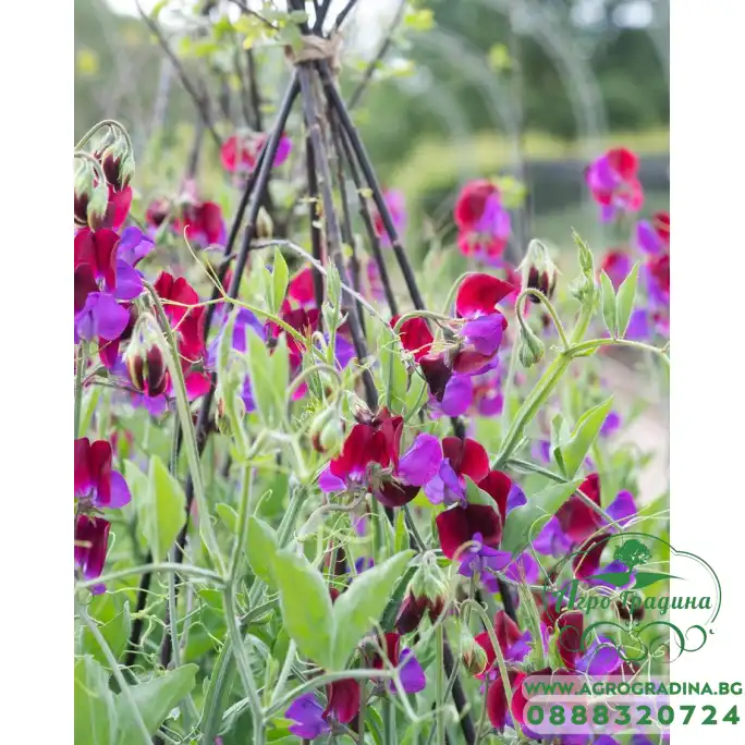 Латирус Микс Бижу Lathyrus Bijou
