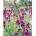 Латирус Микс Бижу Lathyrus Bijou – Саксийни и градински цветя