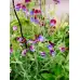 Латирус Микс Бижу Lathyrus Bijou