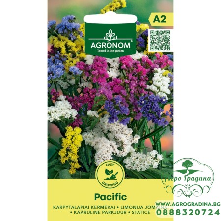 Лимониум Пасифик / Limonium sinuatum Pacific 